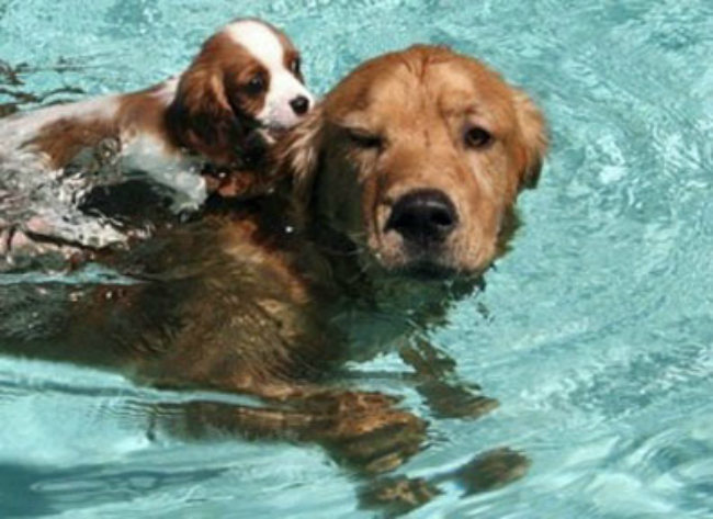 Why Dogs Love to Swim