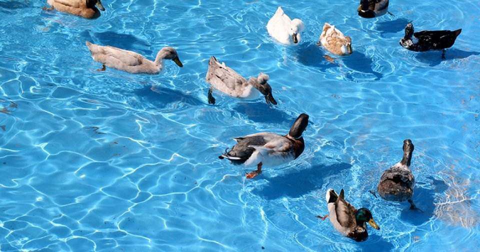 Tips to Keep Ducks Away From Your Swimming Pool